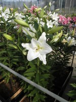 [1839 PremiumBlond No02.JPG]